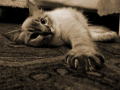 claws_by_valvador-d5kehhv.png